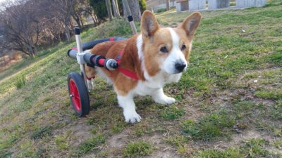 コーギー犬　グー太ちゃんの飼い主様より、嬉しいお知らせを頂きました♪