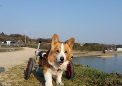 ウェルシュコーギー 兵庫県
