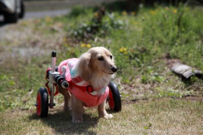 ミニチュアダックスフンド　チャッピーちゃんが犬用車椅子の試乗にいらっしゃいました♪