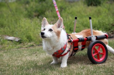 千葉県からコーギー犬　はなちゃんが犬用車椅子の試乗にいらっしゃいました♪