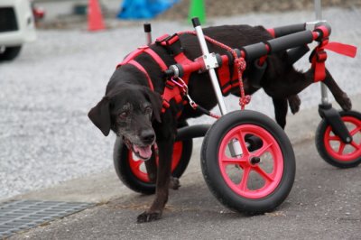 ラブラドールレトリーバー　スパナちゃんが犬用車椅子の試乗にいらっしゃいました