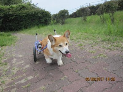 コーギー犬　ヨハンちゃんの飼い主様より、嬉しいお知らせを頂きました♪