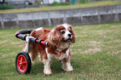 キャバリア　ノアちゃんが犬用車椅子の試乗にいらっしゃいました♪