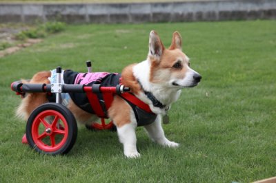 大阪府よりコーギー犬　マルミツ君が犬用車椅子の試乗にいらっしゃいました♪