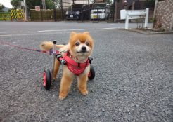 ポメラニアン 東京都