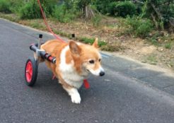ウェルシュコーギー 静岡県
