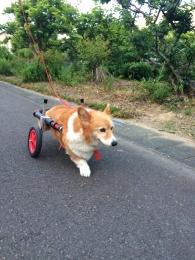 コーギー犬　セシルちゃんの飼い主様より嬉しいお知らせを頂きました