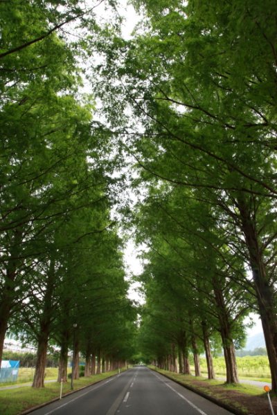 福井県高浜町の棚田へ田植えに行ってきました♪