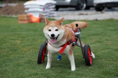 京都府から柴犬　ココちゃんが、犬用車椅子の試乗にいらっしゃいました