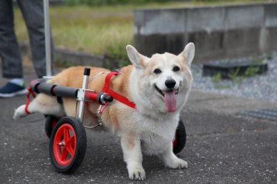 愛知県のコーギー犬　ビッキーちゃんがいらっしゃいました♪