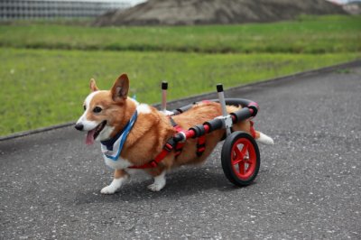 コーギー犬　ジェットちゃんが犬用車椅子の試乗にいらっしゃいました