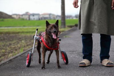 滋賀県より中型犬　ゆめちゃんが犬用車椅子の試乗にいらっしゃいました