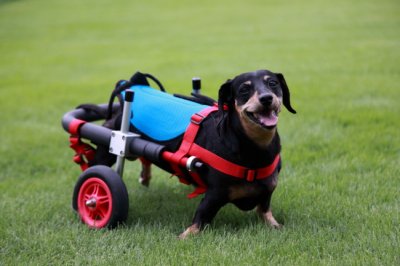 ミニチュアダックスフンド　マロちゃんが犬用車椅子の試乗・採寸にいらっしゃいました