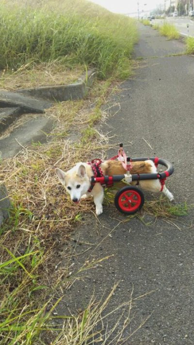 コーギー犬　クッキーちゃんの飼い主様より嬉しいお知らせを頂きました