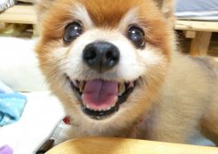 ポメラニアン 東京都