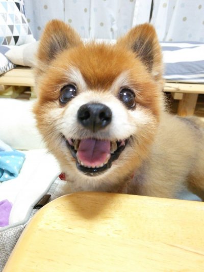 ポメラニアン　辰ちゃんの飼い主様より嬉しいお知らせを頂きました♪