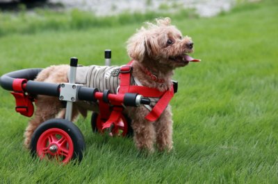 トイプードル　マロンちゃんが犬用車椅子の試乗にいらっしゃいました