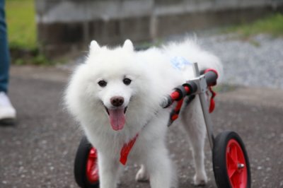 愛知県からスピッツ　菊丸ちゃんが犬用車椅子の試乗にいらっしゃいました