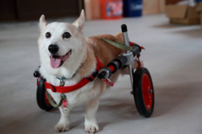 兵庫県からコーギー犬　ポップちゃん＆アース君がいらっしゃいました♪