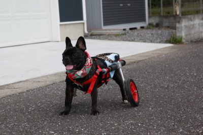 愛知県からフレンチブルドッグ　セナちゃんが犬用車椅子の試乗にいらっしゃいました。