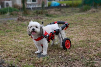 マルチーズとシーズーのミックス犬　レナちゃんがいらっしゃいました