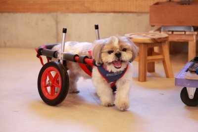 愛知県からシーズー犬　ティファちゃんがいらっしゃいました