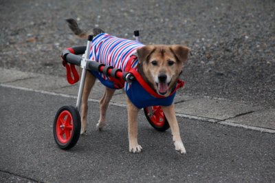 滋賀県からククちゃんがいらっしゃいました