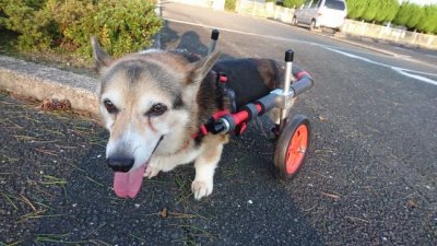 京都府のコーギー犬　ロス君の飼い主様より嬉しいお知らせを頂きました。