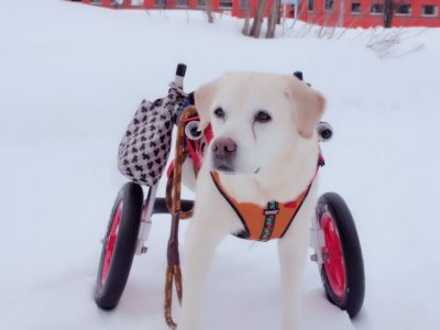 幸せな北海道のラブラドールレトリーバー、ベルちゃん