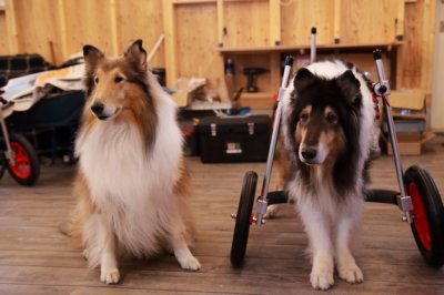 静岡県からコリー犬　けんちゃん＆あいちゃんがいらっしゃいました