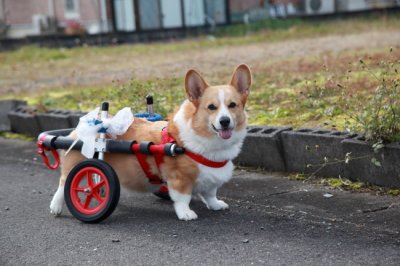 愛知県のコーギー犬　クーちゃんがいらっしゃいました。