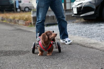 ミニチュアダックスフンド　マオちゃんの犬の車椅子