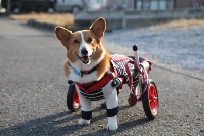 コーギー犬　歳三ちゃんがいらっしゃいました。