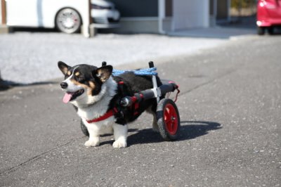 コーギー犬　マロちゃんがいらっしゃいました。