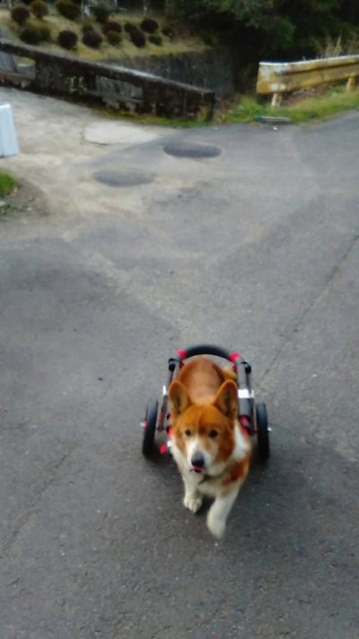 コーギー犬　マロちゃんの飼い主様より、嬉しいお知らせを頂きました