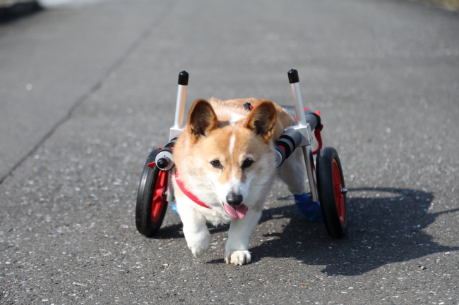 コーギー犬 はなちゃんがいらっしゃいました ブログ はな工房