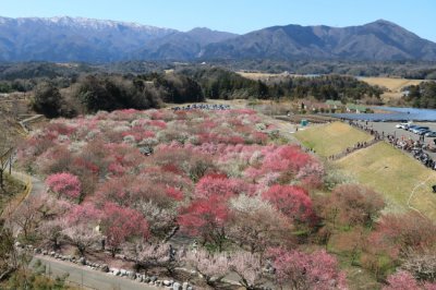 わんちゃんと一緒にお出かけが出来るスポットの紹介です（三重県）