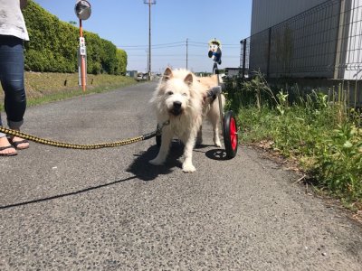 愛知県の中型犬　トッティーちゃんの犬用車椅子