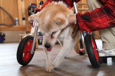 滋賀県の中型犬　チビちゃんがいらっしゃいました。