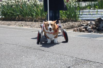 兵庫県から、コーギー犬　りんちゃんがいらっしゃいました