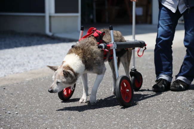 mokuma様専用□犬の車椅子 中型犬用2輪4輪切り替え顎乗せ付～18kg歩行