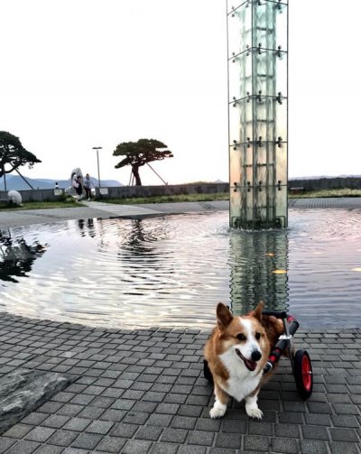 香川県のコーギー犬　KIDちゃんの飼い主様より、嬉しいお知らせを頂きました