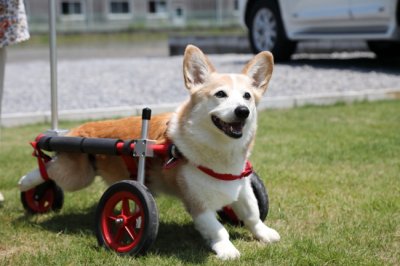 兵庫県からコーギー犬　ベックちゃんがいらっしゃいました