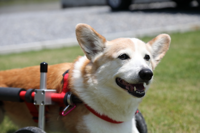 兵庫県からコーギー犬 ベックちゃんがいらっしゃいました ブログ はな工房
