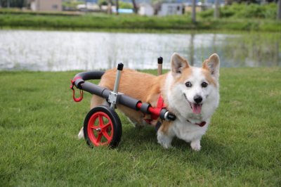 岐阜県のコーギー犬　ラッキーちゃんがいらっしゃいました