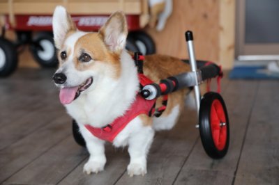 埼玉県からコーギー犬　アスカちゃんがいらっしゃいました