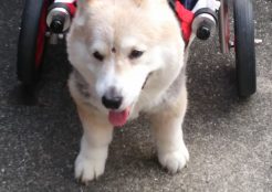 ウェルシュコーギー 愛媛県