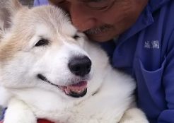 ウェルシュコーギー 愛媛県