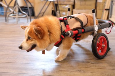 愛知県からコーギー犬　フクちゃんがいらっしゃいました