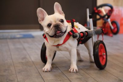 奈良県のフレンチブルドッグ　トクちゃんの犬の車椅子